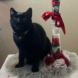 Meet your Posher, Tayla